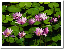 Water lilies